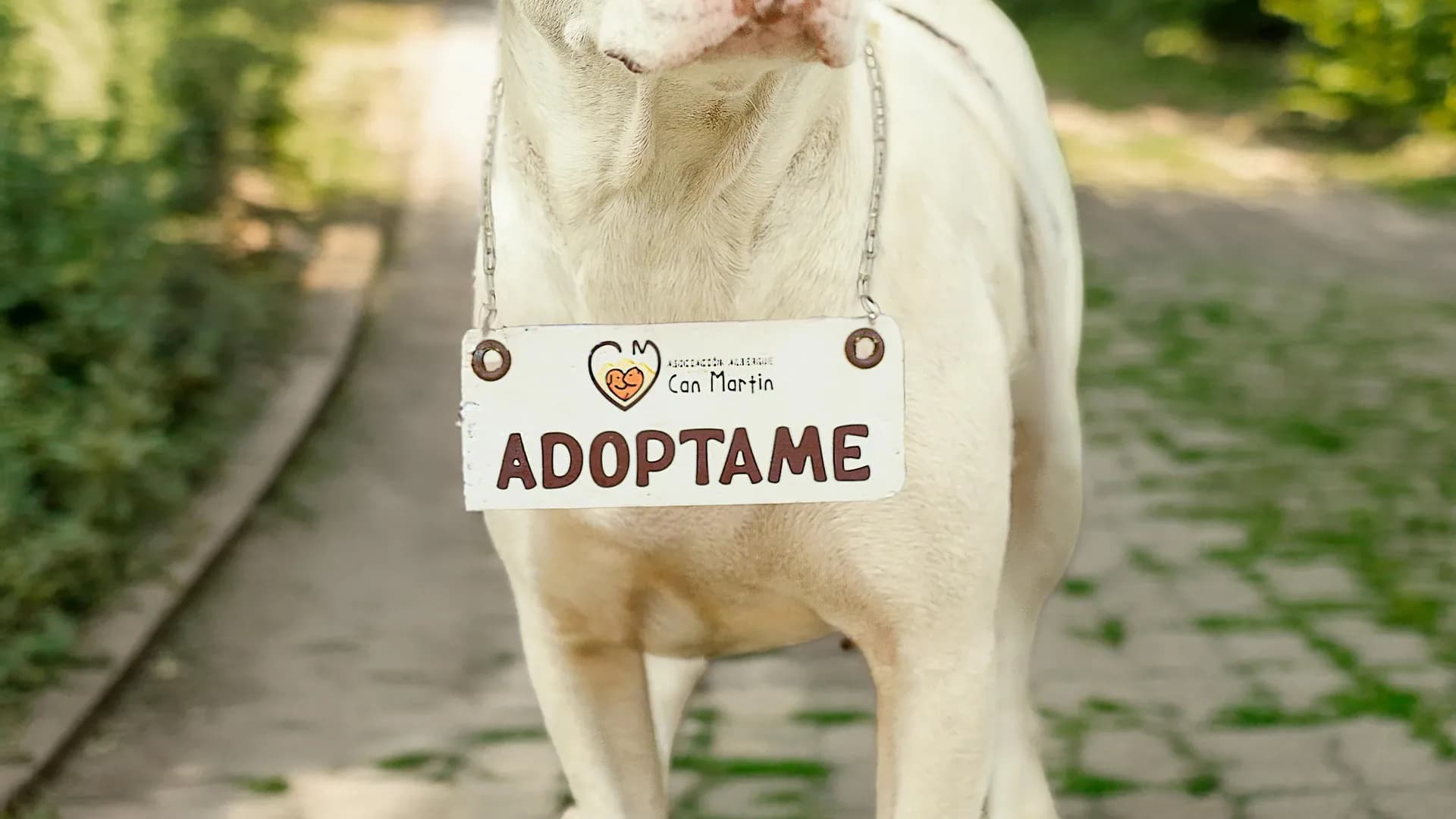 How to Get an ESA (Emotional Support Animal) Letter